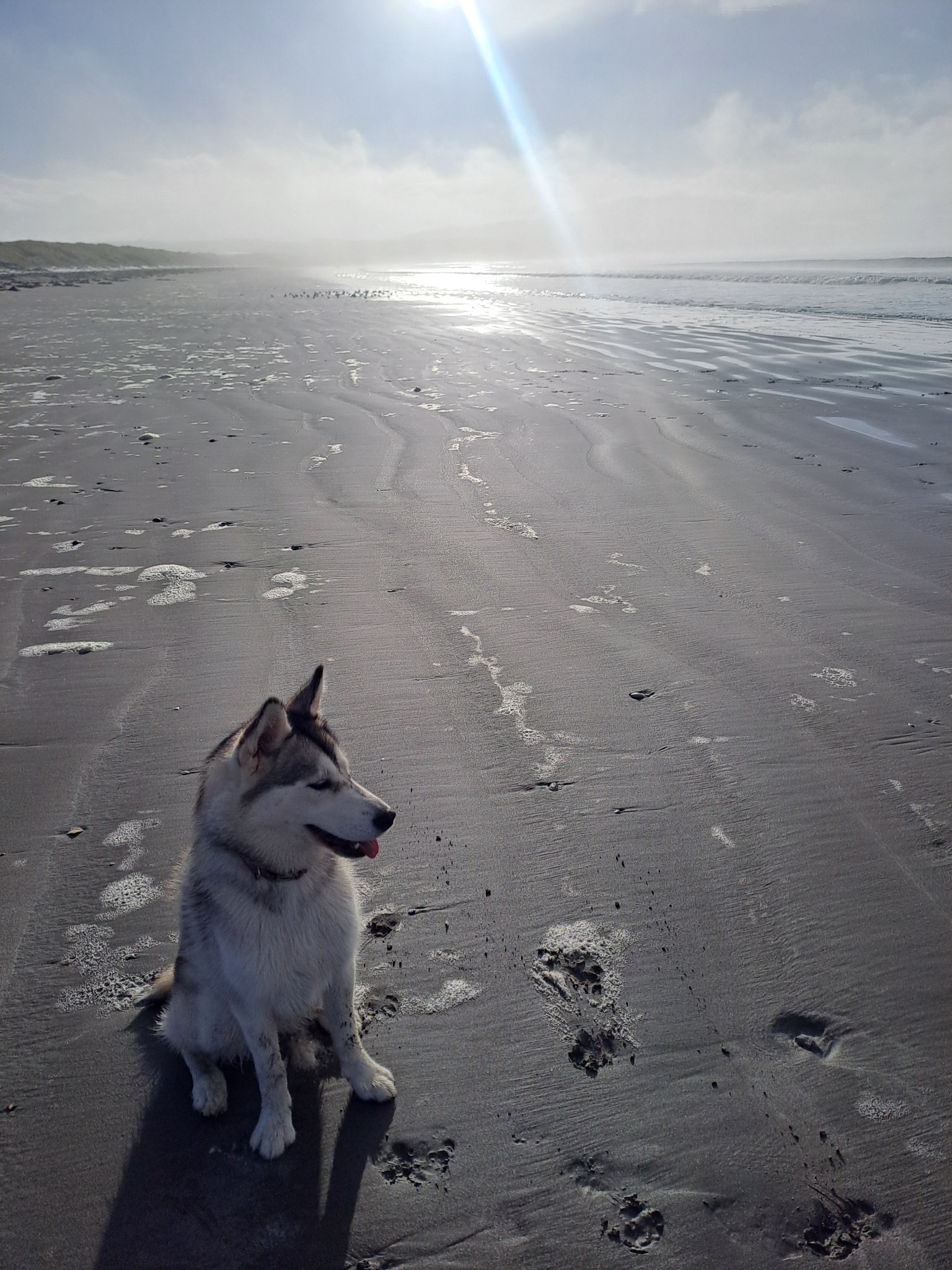 A husky on a wide beach