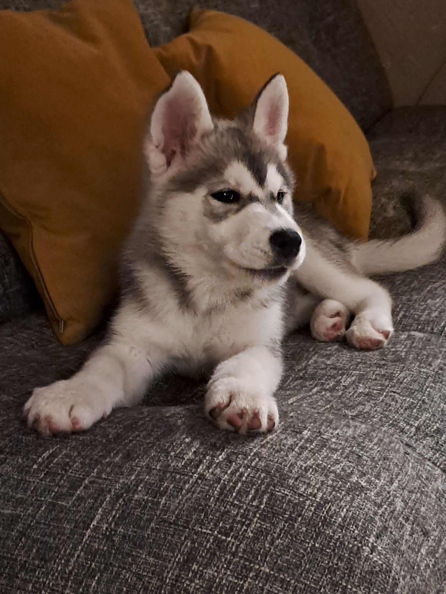 Koda as a young husky resting beside a cushion
